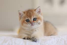 British Golden Chinchilla Kitten Available-Cat-قطط 0