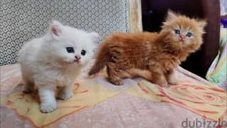 kitten persian 0