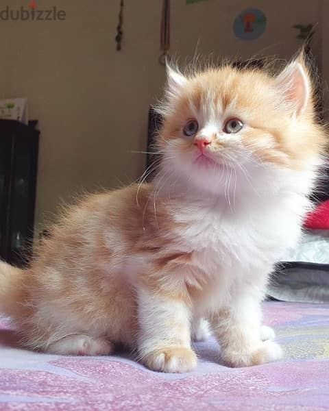 kitten persian 1