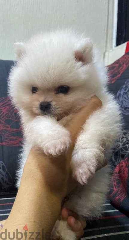 white pomeranian 1