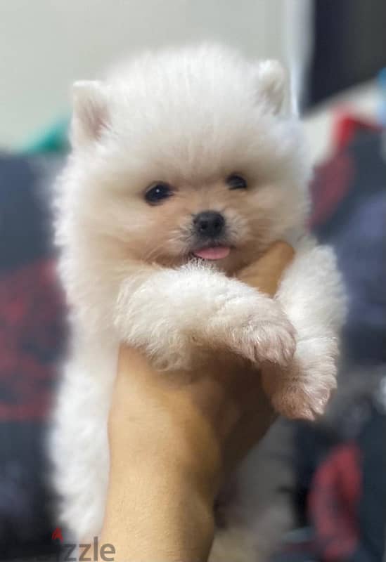 white pomeranian 2