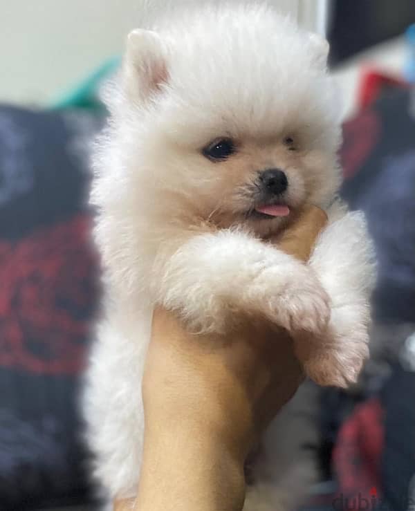 white pomeranian 3