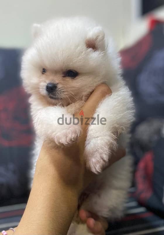 white pomeranian 4