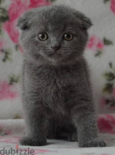 Scottish fold