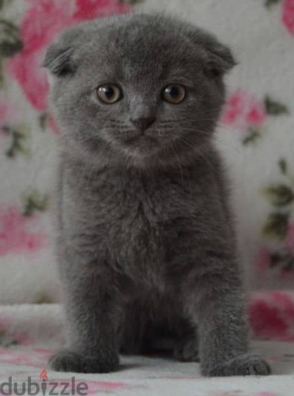 Scottish fold 0