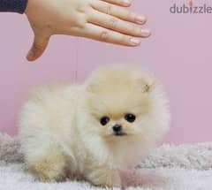 Pomeranian teacup 0