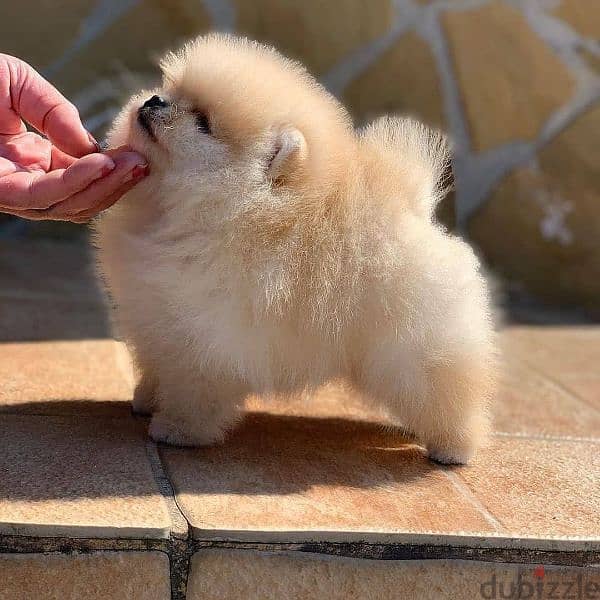 pomeranian  teacup toy face 4