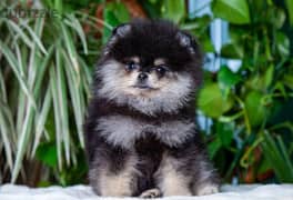 pomeranian  teacup toy face 0