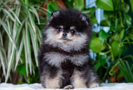 pomeranian