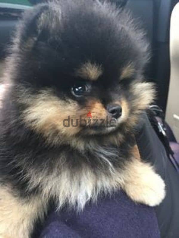 pomeranian  teacup toy face 7