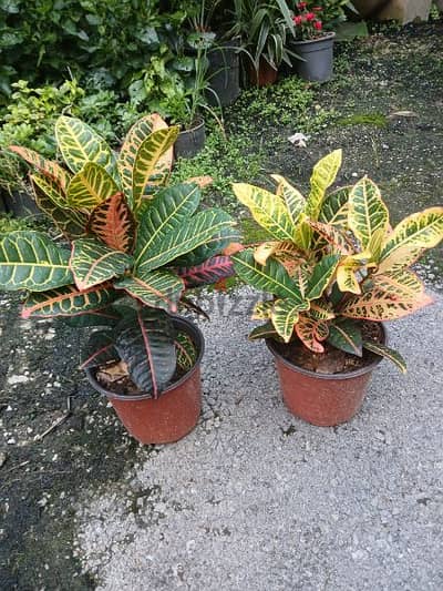 croton