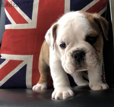 English Bulldog