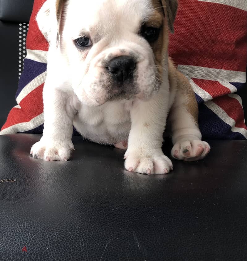 English Bulldog 1