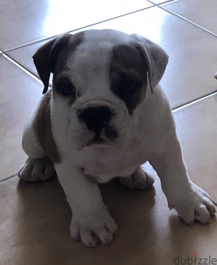 English Bulldog 2