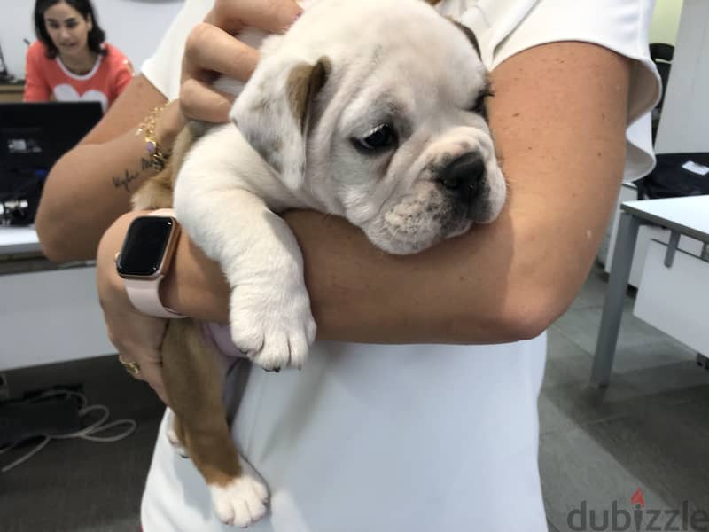 English Bulldog 3