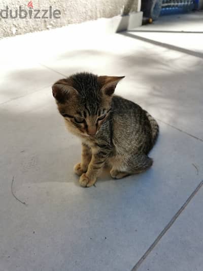 Cute kitten for adoption