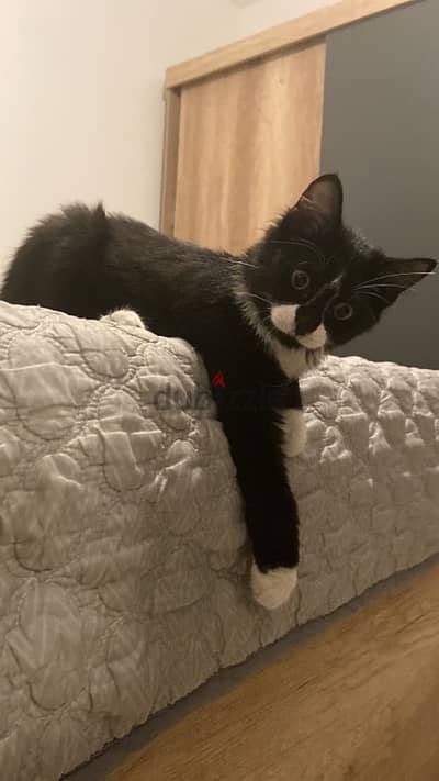 male kitten for adoption