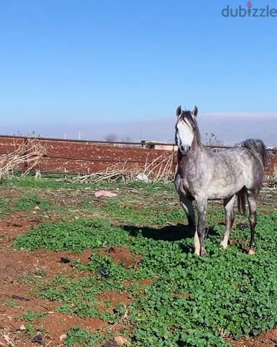 واهو سوري  عمرو ٦سنين ونص