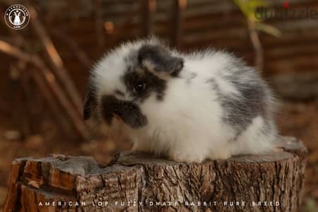 جميع سلالات الأرانب أجنبية نقية -  rabbit pure breed