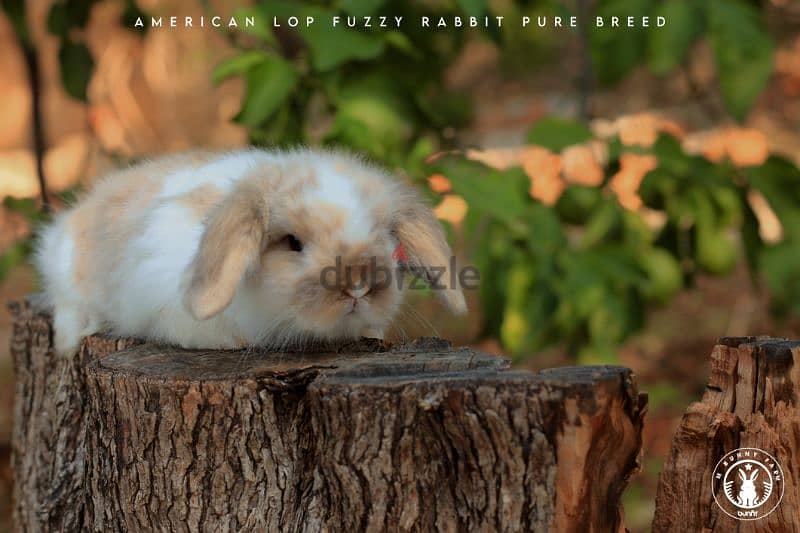 جميع سلالات الأرانب أجنبية نقية -  rabbit pure breed 1