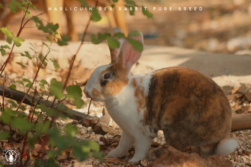 جميع سلالات الأرانب أجنبية نقية -  rabbit pure breed 5