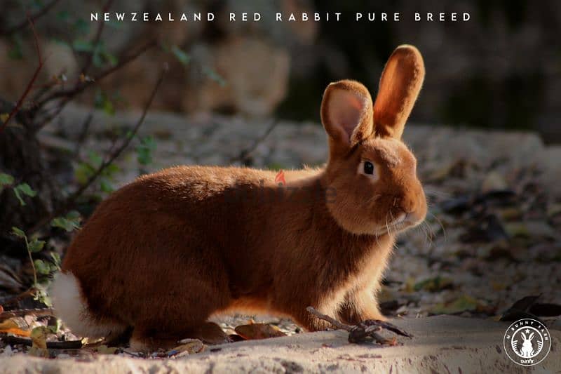 جميع سلالات الأرانب أجنبية نقية -  rabbit pure breed 6