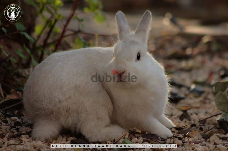 جميع سلالات الأرانب أجنبية نقية -  rabbit pure breed 10