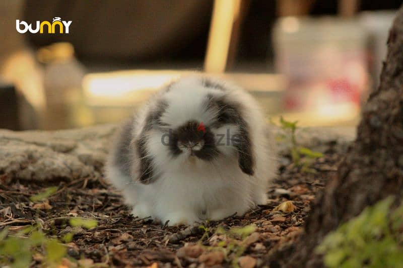 جميع سلالات الأرانب أجنبية نقية -  rabbit pure breed 17