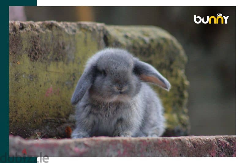 جميع سلالات الأرانب أجنبية نقية -  rabbit pure breed 19