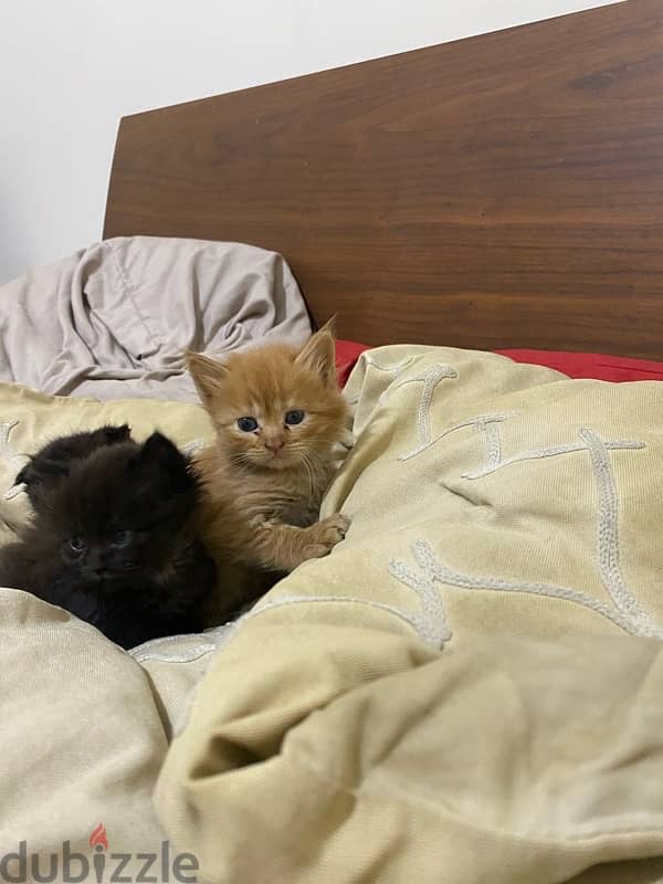 2 persian / Scottish kittens 3