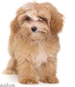 maltipoo puppies /كلاب 0