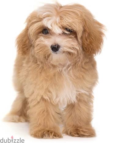 maltipoo puppies /كلاب