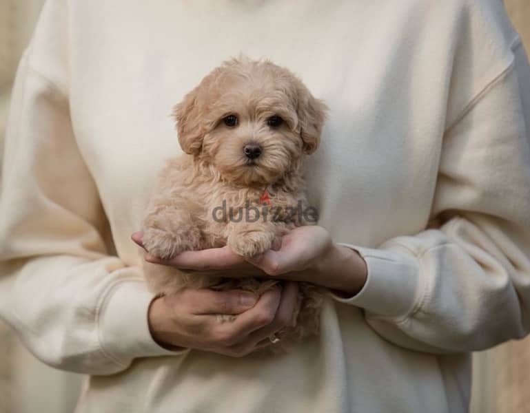 maltipoo puppies /كلاب 1