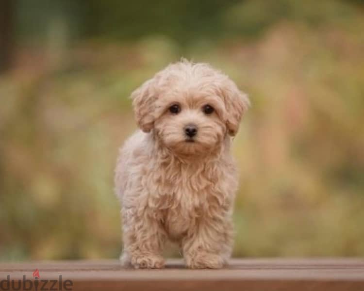 maltipoo puppies /كلاب 2