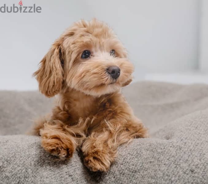 maltipoo puppies /كلاب 3