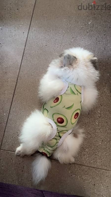 tea cup Pomeranian 0