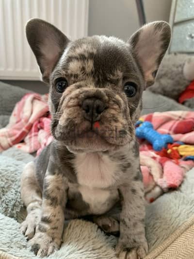 Merle French Bulldog Puppy imported dog delivery available كلاب