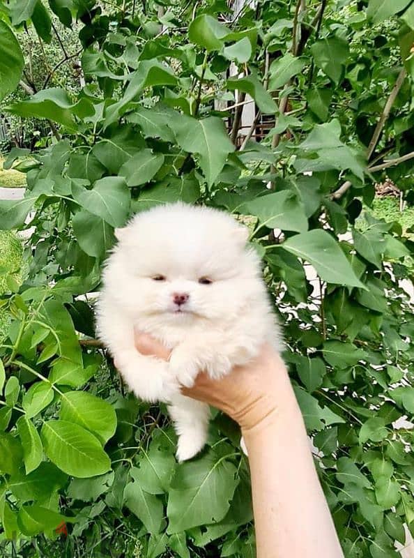 Pomeranian teacup 2