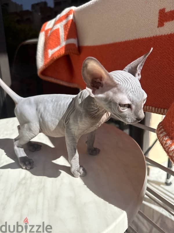 SPHYNX Male 0