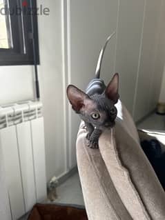 SPHYNX Female 0