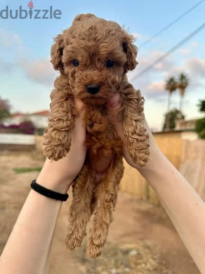 Toy Poodle Imported DELIVERY TOO