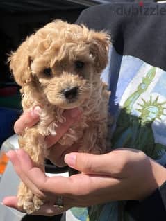 Toy Poodle Imported CUTENESS 0