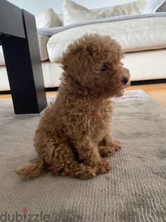 toy poodle Puppy imported Red 0