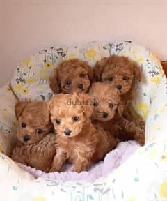 Toy Poodle Puppy Imported ADORABLE 0