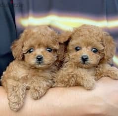 toy poodle Imported 0