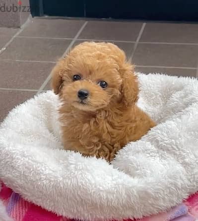 Toy Poodle Imported DELIVERY available