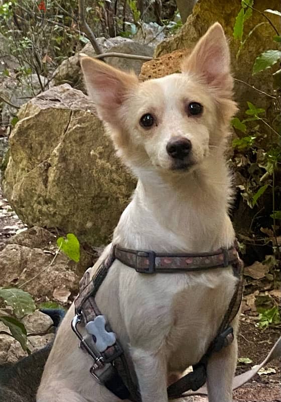 Loulou spitz For Adoption 3