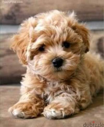 Maltipoo