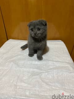 Scottish fold kitten 0