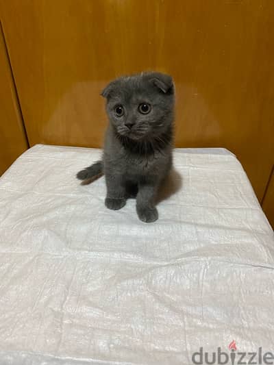 Scottish fold kitten